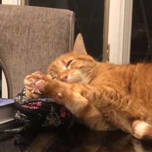 Meet your Posher, Madison